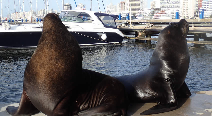 Dicas Porto de Punta del Este Uruguai