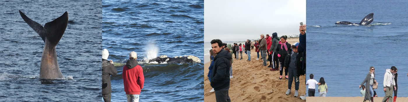 Avistamiento de Ballena Franca Austral en Punta del Este Uruguay