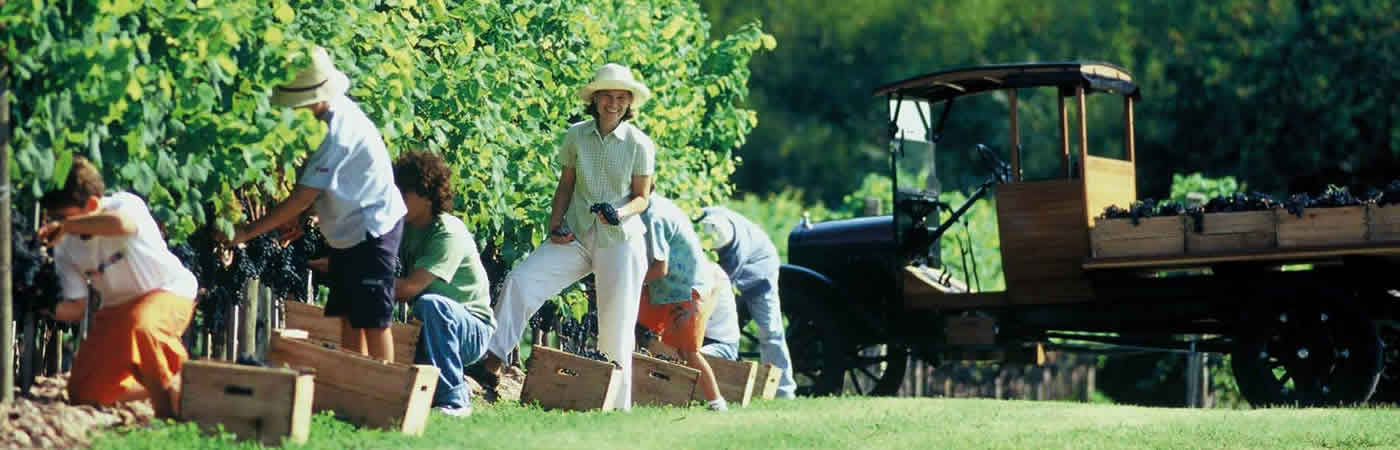 Traslado para visitar Bodega Bouza, Enoturismo no Uruguay